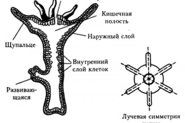 Ошибка на сервере кракен