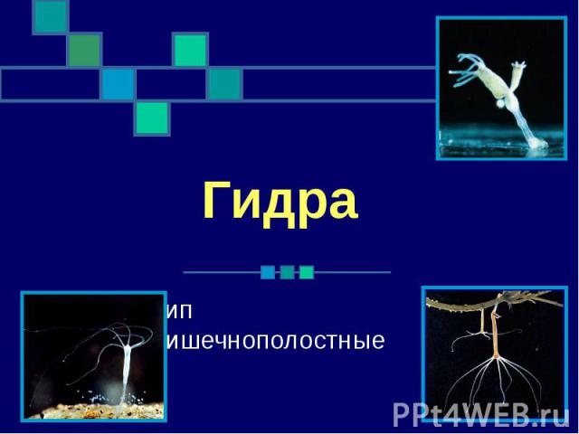 Ссылки на кракен маркетплейс